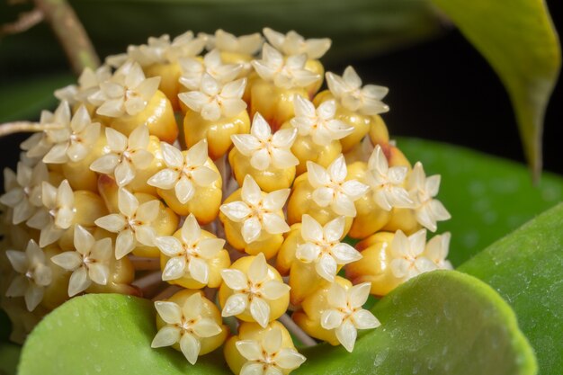 Fundo floral de Hoya laranja