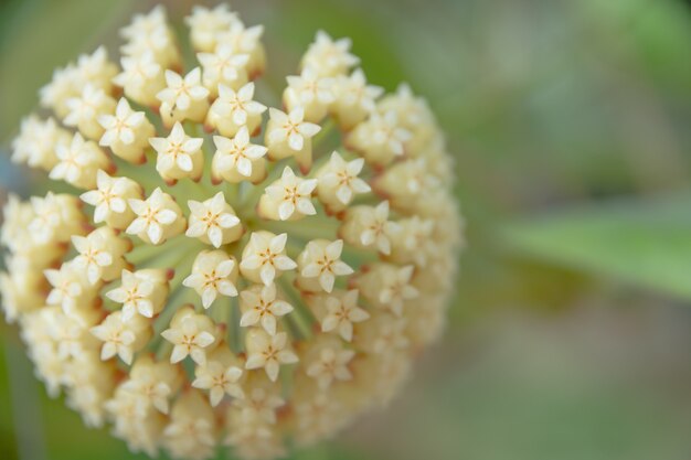 Fundo floral de Hoya laranja