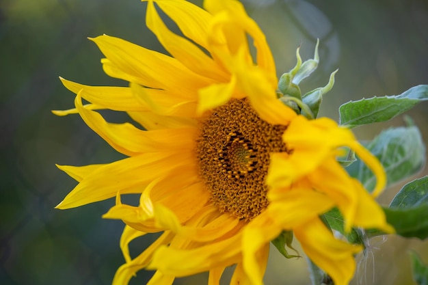 Fundo floral de macrofotografia de girassol florescente Flor de Helianthus no dia de verão close-up