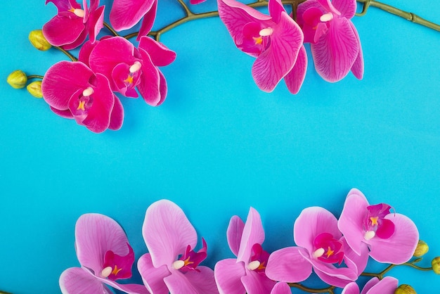 Foto fundo floral de orquídeas tropicais rosa sobre fundo azul. copie o espaço