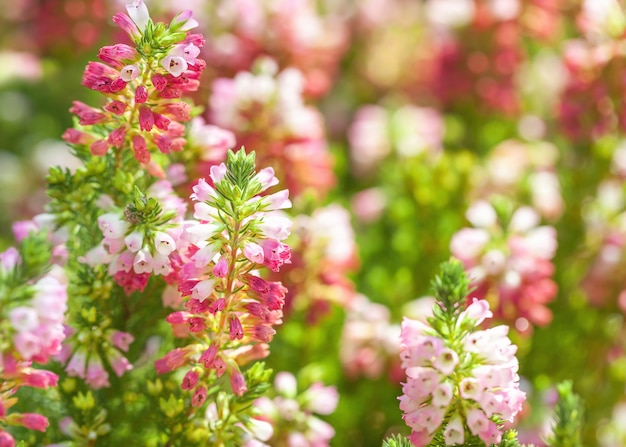 Fundo floral de pequenos sinos florescendo cor de rosa e roxo