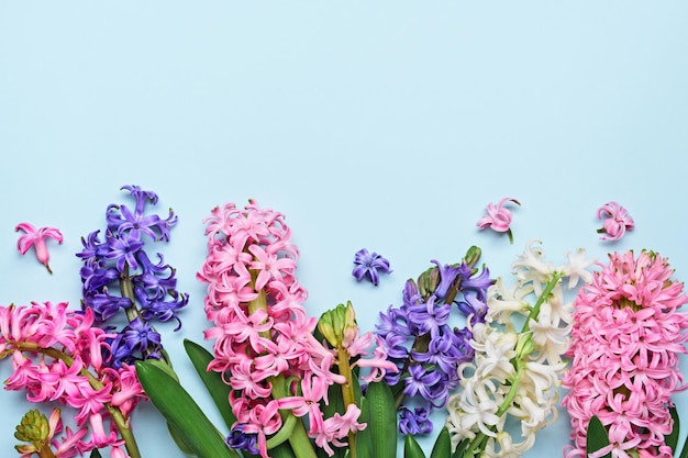 Fundo floral de primavera azul Flores de jacinto multicoloridas fronteira conceito de Páscoa Espaço de cópia plana leiga