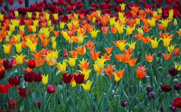 fundo floral de primavera com muitas flores de tulipa vermelhas e amarelas multicoloridas