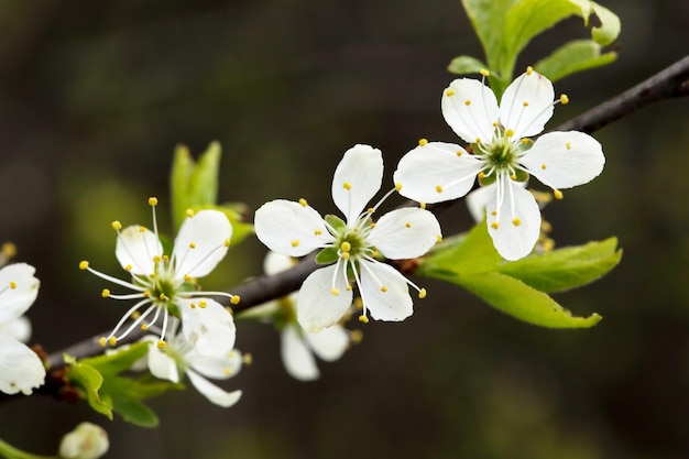 Fundo floral desfocado com flores de cerejeira em folhas verdes.