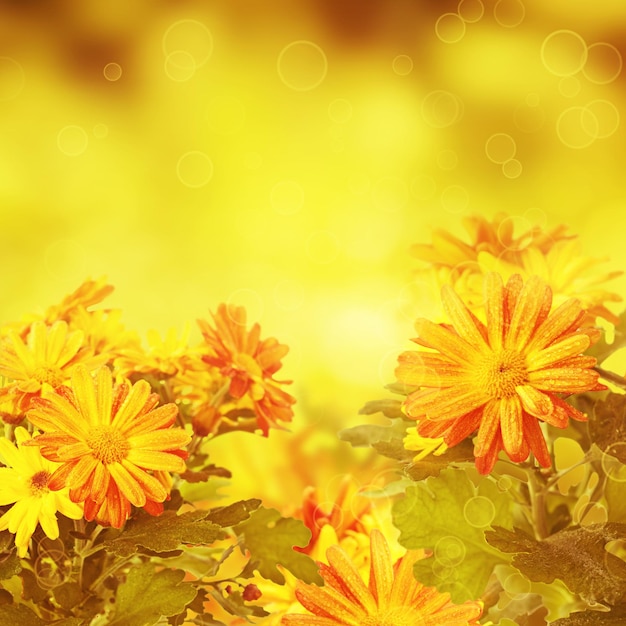 Foto fundo floral dourado de crisântemo