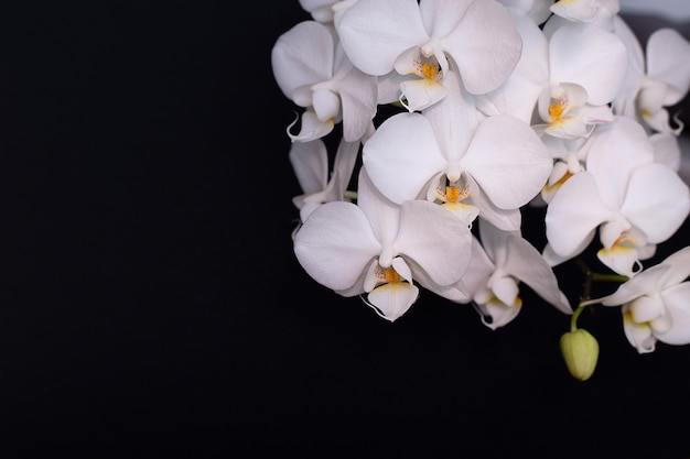 Fundo floral - flores de orquídeas brancas em um fundo preto.