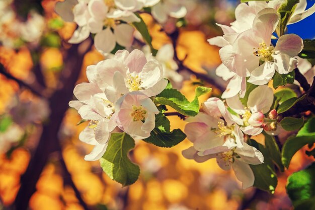 Fundo floral flores desabrochando de estilo de instagram de macieira