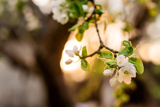 Fundo floral Lindas flores de maçã em uma árvore na primavera Foco seletivo suave