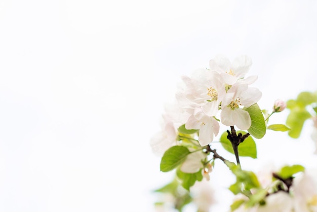 Fundo floral lindas flores de macieira primavera em branco copie o espaço foco seletivo suave