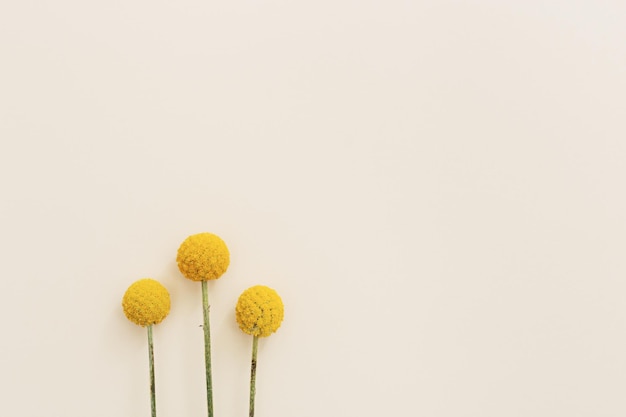 Fundo floral mínimo com flores amarelas frescas de Billy Balls em fon bege