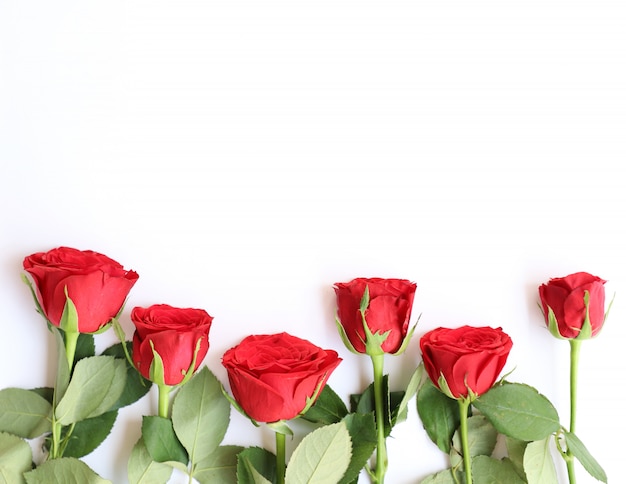 Fundo Floral Multipurpose Rosa Vermelha Elegante