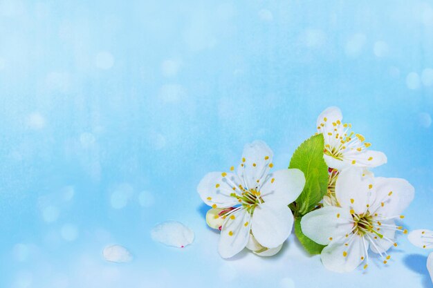 fundo floral natural Ramo em flor cereja Flores coloridas brilhantes da primavera