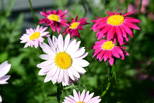 Fundo floral panorâmico com lugar para texto linda flor de camomila em um fundo escuro closeup clima de verão no sol poente