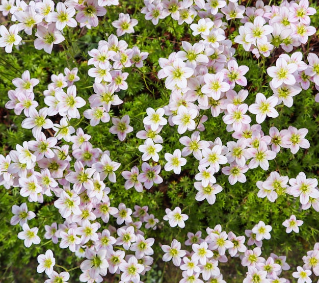 Fundo floral pequenas flores brancas musgo saxifrage no jardim primavera