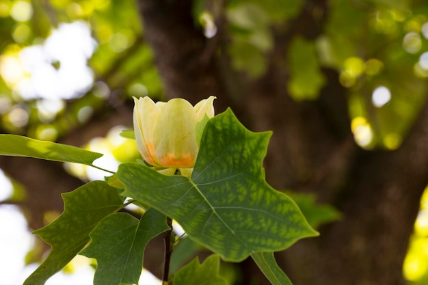 Fundo floral primavera e verãoCloseup Liriodendron foco seletivo T