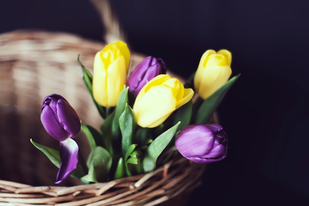 Fundo floral primavera. Lindas flores de tulipa amarela e roxa em uma cesta de vime.