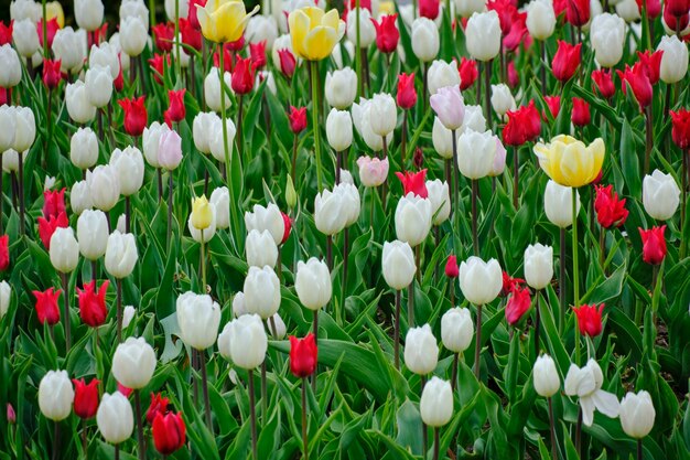 Fundo floral tulipas vermelhas e brancas