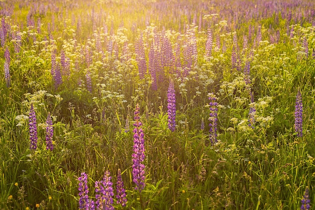 Fundo floral um campo de verão com tremoços ao pôr do sol