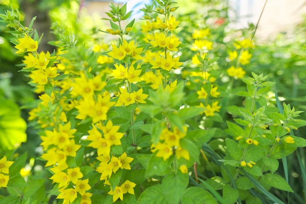 Fundo floral verde amarelo, textura. Flor da planta Lysimachia punctata de perto