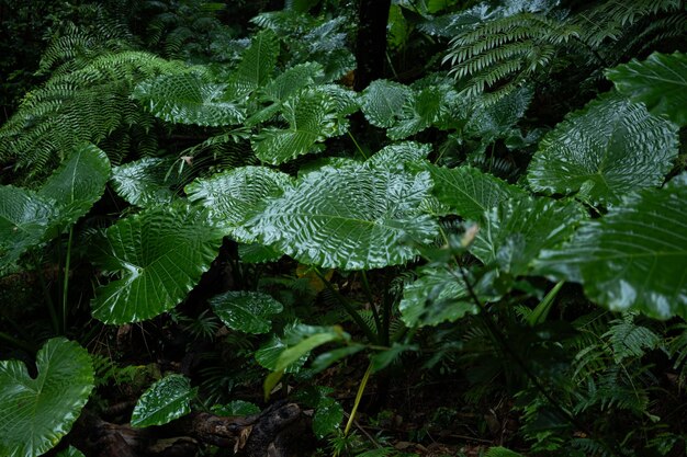 Foto fundo florestal da floresta tropical em taiwan