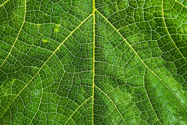 Fundo fresco e verde da textura da folha da árvore para o conceito do dia da terra do mundo.