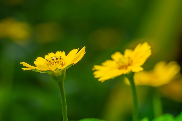 Fundo macro de flor amarela