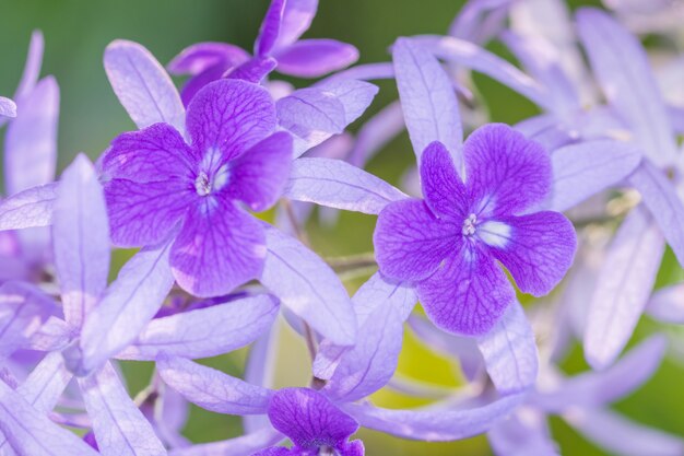 Fundo macro de flor roxa