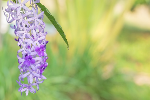 Fundo macro de flor roxa