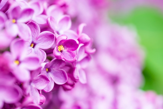 Fundo macro de flores lilás roxas