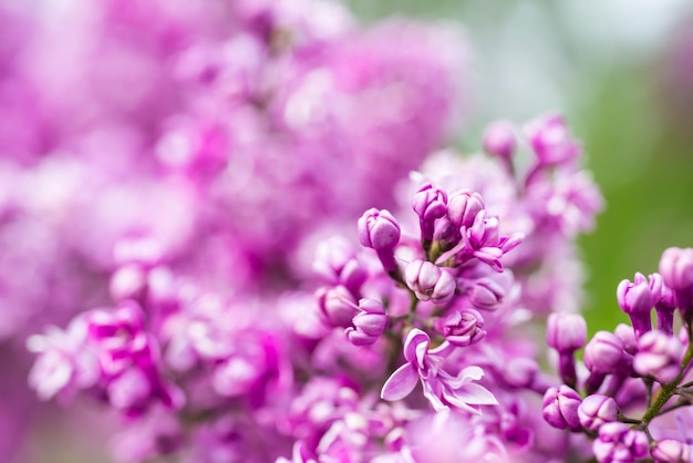 Fundo macro de flores lilás roxas