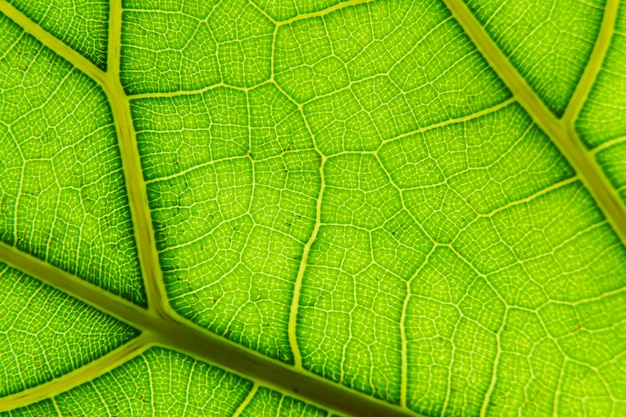 Fundo macro de folha verde Textura aproximada e padrão de planta orgânica Biologia da folhagem da natureza