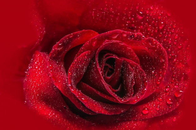 Fundo macro de gotas de água em rosas vermelhas