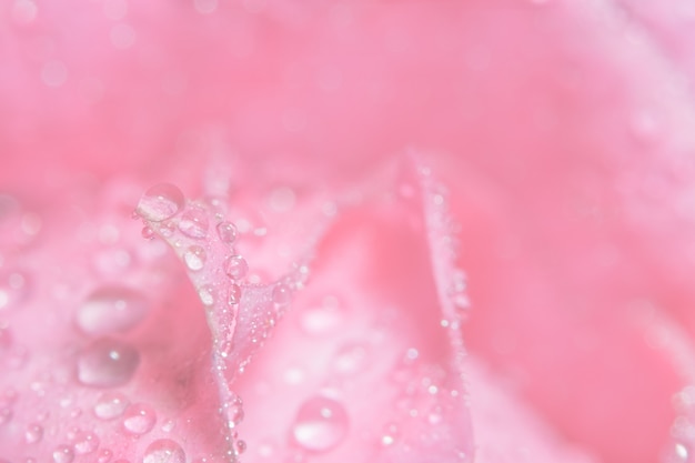 Fundo macro de gotas de água sobre pétalas de rosa