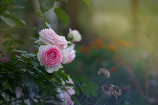 Fundo macro de lindas rosas rosas magníficas flores de rosas