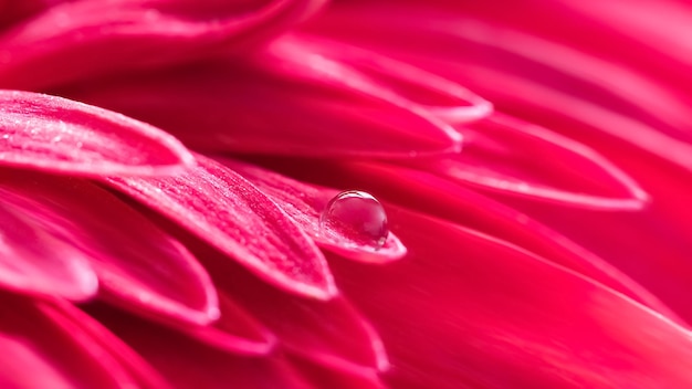 Fundo macro floral de verão Gota de água clara e pétalas roxas de uma bela gerbera Foco seletivo