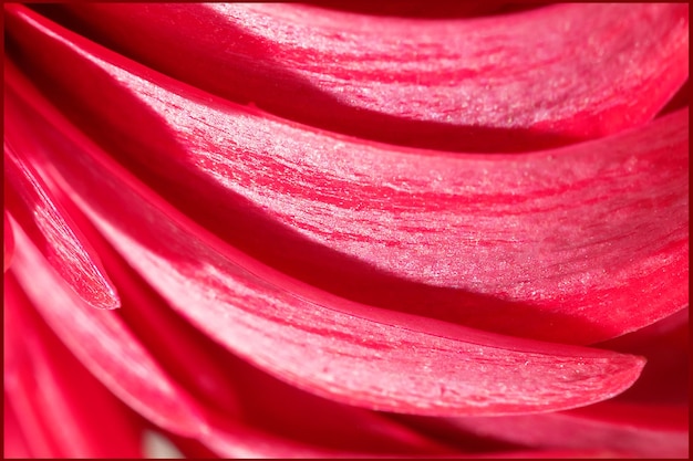 Fundo macro floral de verão Pétalas vermelhas de uma bela gerbera Foco seletivo