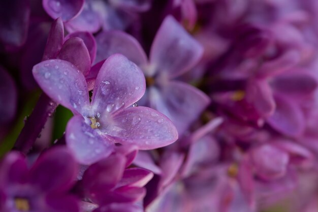 Fundo macro lilás Lindas flores roxas com gotas de água fecham