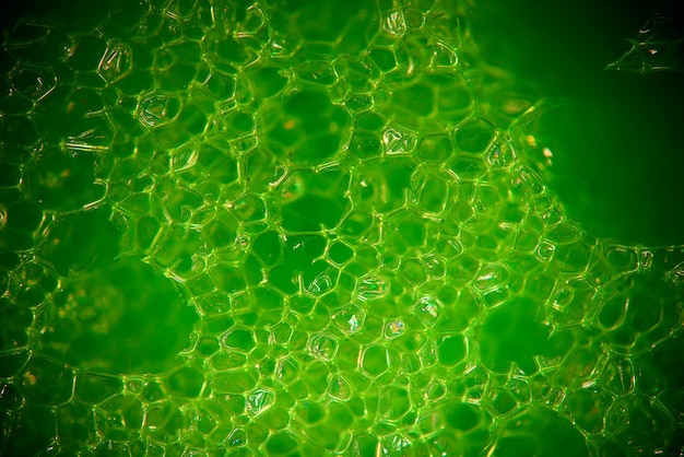 Foto fundo macro verde abstrato de uma molécula