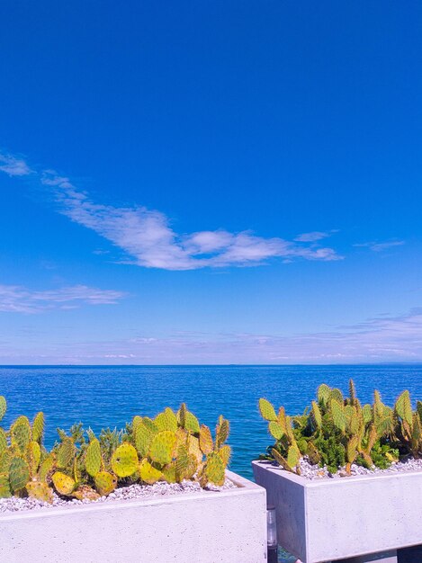 Fundo mediterrâneo elegante Cactus e vista para o mar Viagens Eslovénia