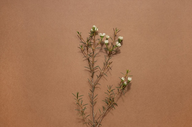 Foto fundo minimalista com chamelaucium ou flor de cera, flor tenra, flor de violeta, camada plana, vista de cima