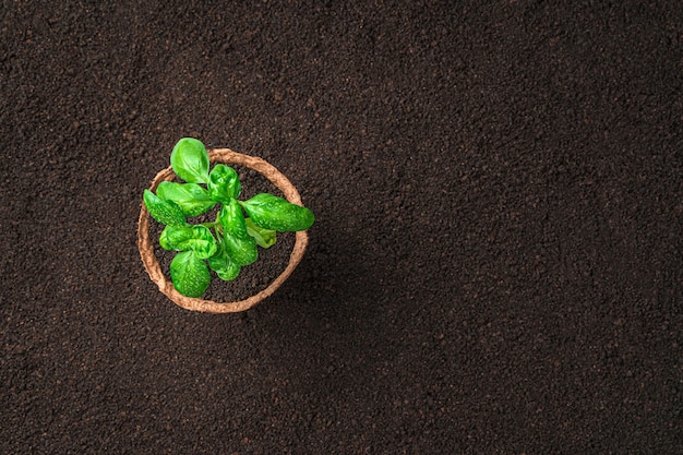 Fundo minimalista com uma planta de manjericão em uma panela no solo. Vista superior com espaço de cópia.