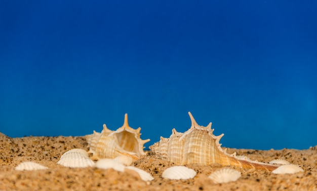 Foto fundo minimalista, representando o verão com óculos de concha de caracóis e areia no celest