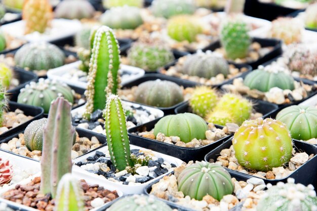 fundo misto de suculentas ou cactos. Cactos pequenos em vasos para serem vendidos.