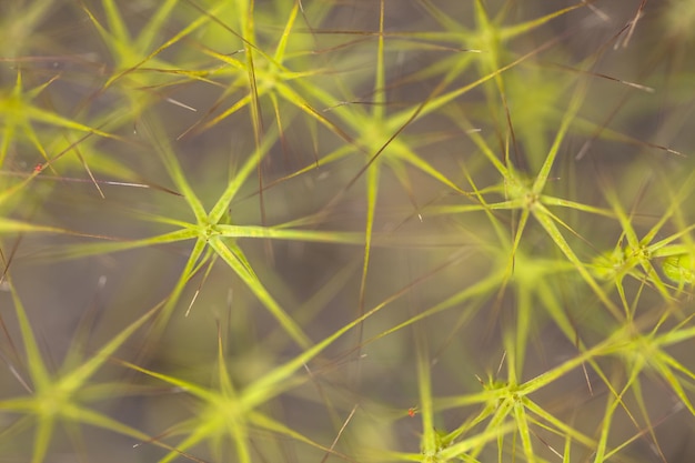 Fundo natural abstrato de espinhos pontiagudos na vegetação montanhosa