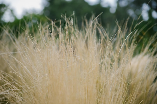 Fundo natural abstrato de plantas macias Pampas juncos secos em estilo boho Hastes fofas de grama alta