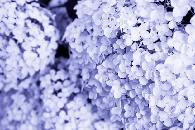Fundo natural abstrato em tons violetas da moda, fundo de flores muito peri-violetas