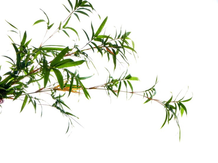 Fundo natural asiático com bambu