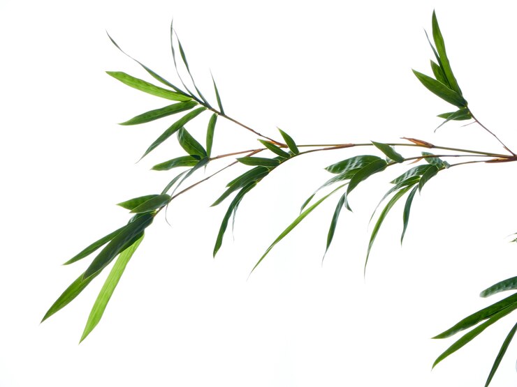 Fundo natural asiático com bambu