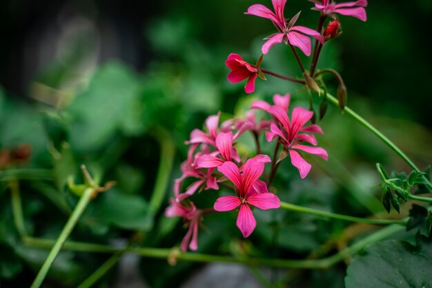 Fundo natural bonito com flores roxas
