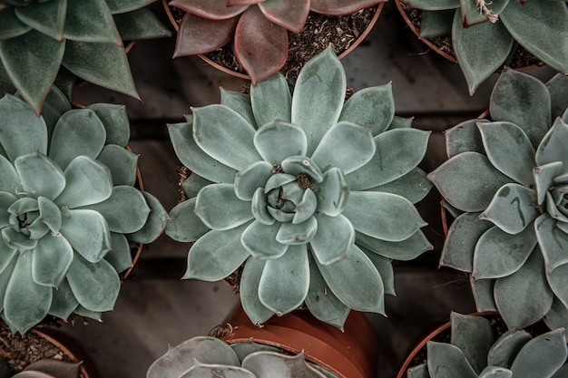 Fundo natural bonito com muitas suculentas. O conceito de um fundo natural de planta.